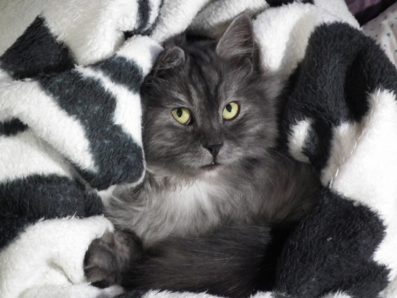 Kattprofil Kattprofil